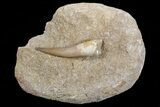 Fossil Plesiosaur (Zarafasaura) Tooth In Rock - Morocco #70297-1